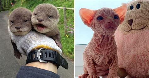 15 Cute Tender Baby Animals That Can Make You Love The Whole World