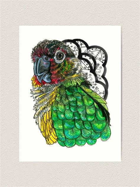 Green Cheeked Conure Art Print For Sale By Hiddenstash Redbubble