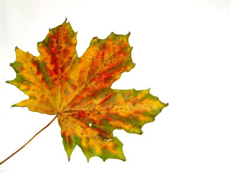 Autumn Leaves 5 Free Photo Download Freeimages
