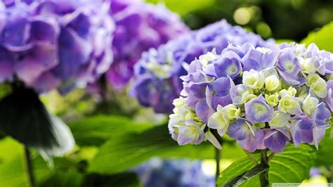 Hydrangea Ultra Hd Desktop Background Wallpaper For 4k Uhd