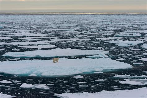 Polar Bears Foraging On Land For Food Will Not Make Up For Sea Ice Losses