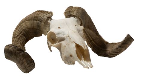 Ram Skull With Horns Doyle Auction House