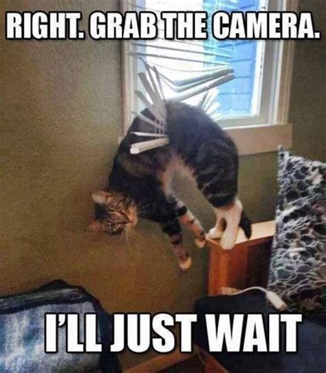 Right Grab The Camera Ill Just Wait Funny Cat Memes Funny Animal