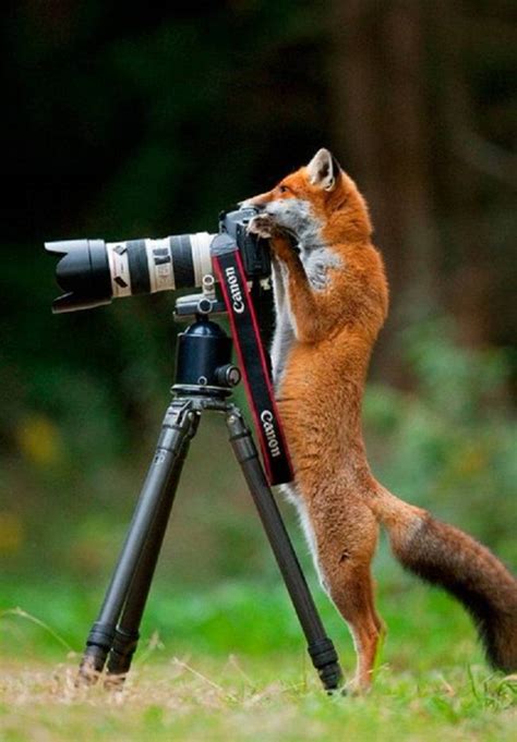 18 Animals That Seem To Be Taking Pictures With Cameras