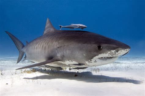 Shark Finning Humane Society International