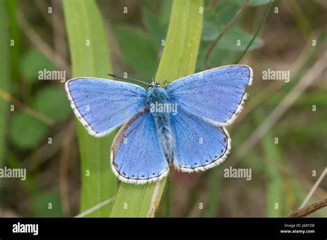 Close Up Of Male Adonis Blue Butterfly Polyommatus Bellargus Uk