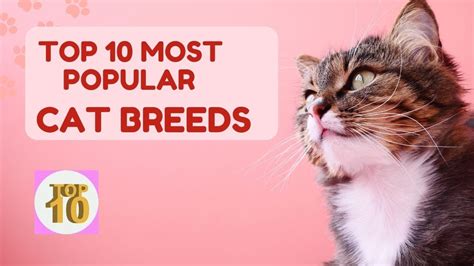 Top 10 Most Popular Cat Breeds In The World Youtube