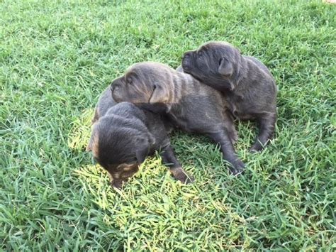 How to reserve your charcoal lab puppy. Charcoal Labrador Puppies for Sale from Silver and ...
