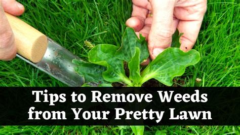 Tips To Remove Weeds From Your Pretty Lawn Annual Event Post