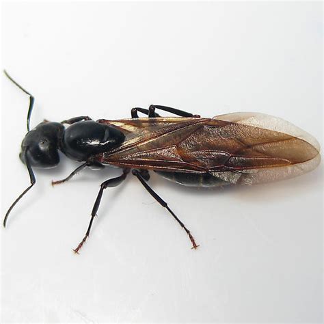 Camponotus Pennsylvanicus Eastern Black Carpenter Ant Winged