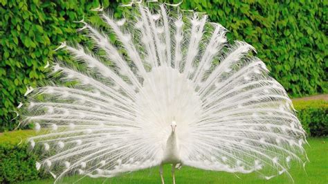 Beautiful White Peacock Opens Her Tail The Beauty Of Nature Manifests