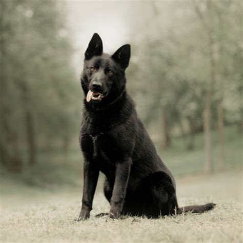 Purebred Black German Shepherd