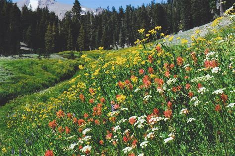 How To Enjoy Colorados Wildflower Scenery With Cannabis Potguide