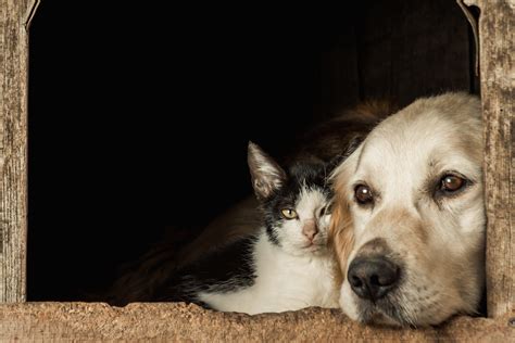 Cachorro E Gato Juntos Truques Para Melhorar A Convivência Bichinho