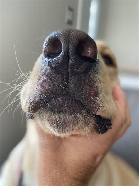 Seasonal Dog Allergies Canine Acne