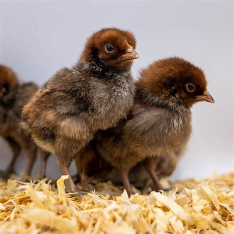 Egyptian Fayoumis Chicks Halbert Farm