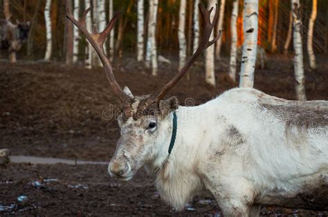 Russia Reindeer On The Farm `talvi Ukko` November 14 2017 Editorial Image Image Of Reindeer
