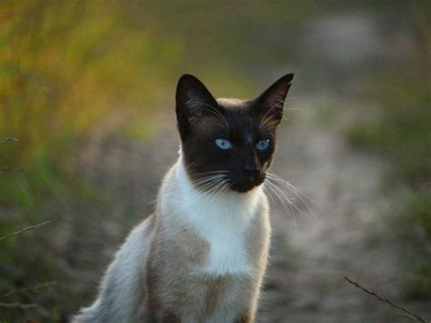 Blue Eyed Cat Siamese Siamese Cats Cats Cat With Blue Eyes