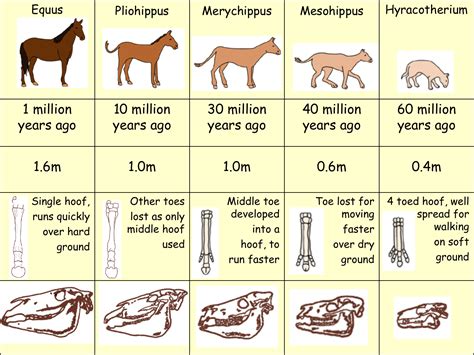 Evolution Of The Horse Worksheet