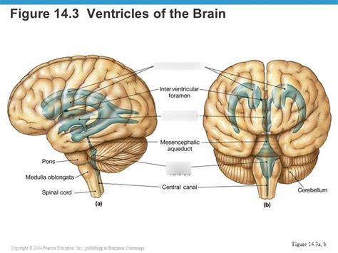 Ventricles Of The Brain Lateral View Diagram Quizlet