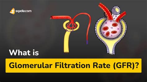 What Is Glomerular Filtration Rate Gfr