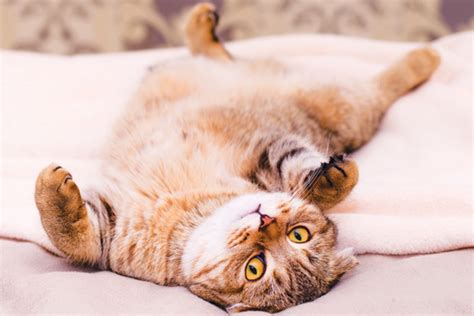 Mac was about 4 weeks old. The 10 Cutest Parts of Cats | Modern Cat magazine