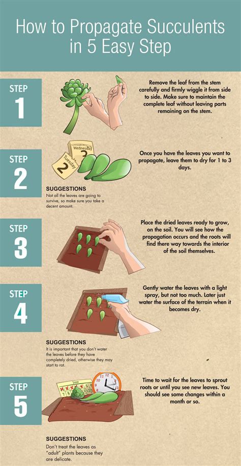 How To Propagate Succulents In 5 Easy Step Propagating