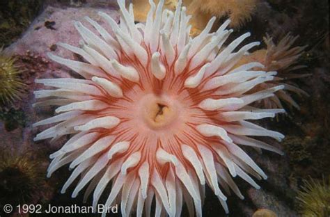 The Wonders of the Seas: Cnidarians
