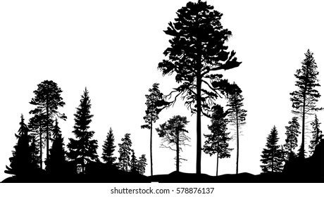 Ponderosa Pine Tree Silhouette