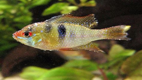 White Spot Disease Symptoms Of The White Spot Disease In Aquarium Fish