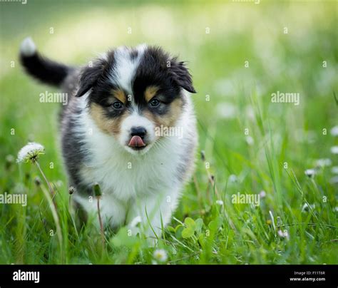 Australian Shepherd Puppy Walking On A Meadow Stock Photo Alamy