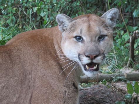 Cougars Province Of British Columbia