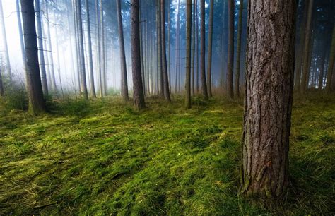 905486 4k Mist Green Trees Rare Gallery Hd Wallpapers