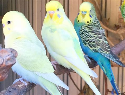 Outstanding Parakeets Chirping And Singing Budgies Bird Budgies
