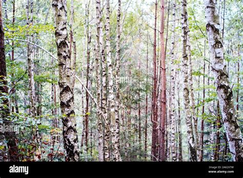 Birch Trees In A Forest Hi Res Stock Photography And Images Alamy
