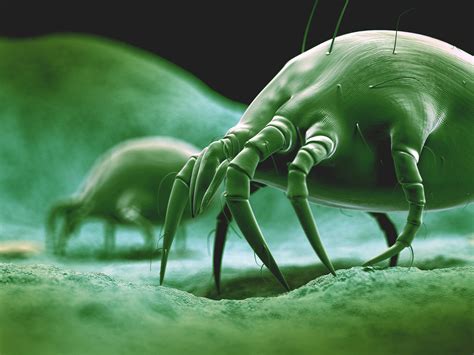 Dust Mites Gambaran