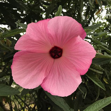 Hibiscus Aussie Pink Pbr Garden Express