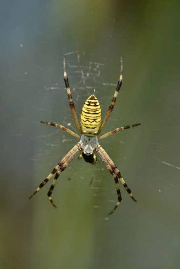 Banana Spider Facts How To Get Rid Of Them