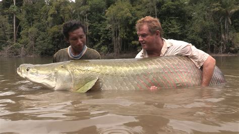 International Fishing News Guyana Huge Arapaima Found In This South
