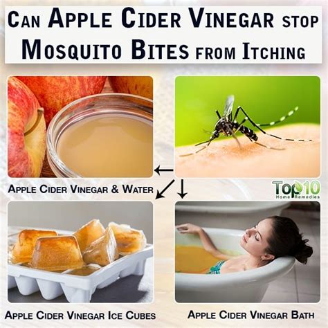 Can Apple Cider Vinegar Stop Mosquito Bites From Itching Apple Cider