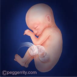 Intervenir Boca Extremadamente Fases Del Embarazo Por Trimestre Perla Omitir Lubricar