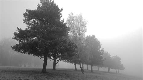 Trees In The Mist Paul Lane Flickr