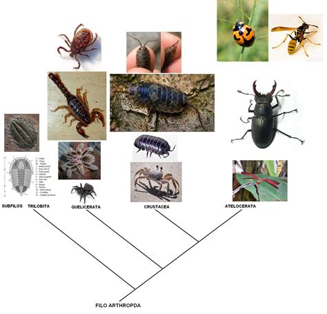 Biologia CiÊncia Da Vida Filo Arthropoda