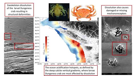 Pacific Dungeness Crabs Are Already Losing Body Parts To
