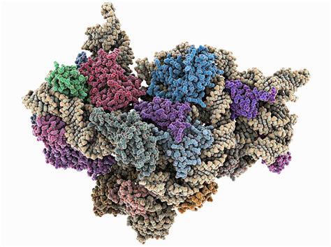 Bacterial Ribosome Molecular Model Photograph By Science Photo Library
