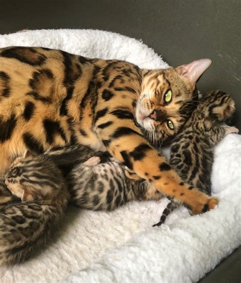 Affectionate attention seekers and playful. Bengal Kittens for Sale | Florida | Zawieco Bengals
