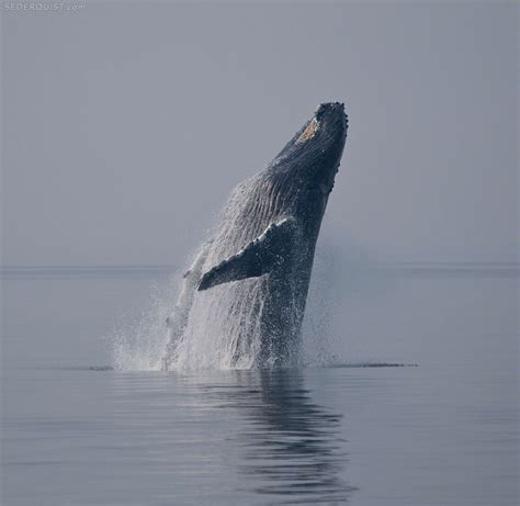 Breaching Humpback Whale Frederick Sound Alaska Betty Sederquist