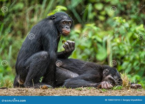 Bonobos Mating The Bonobo Pan Paniscus Stock Photo Image Of Cute