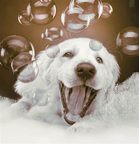 54 Best Dogs Love Bubbles Images On Pinterest Bubbles Dogs And