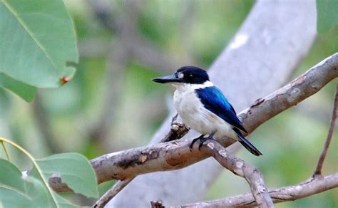 モリショウビン（forest Kingfisher）
